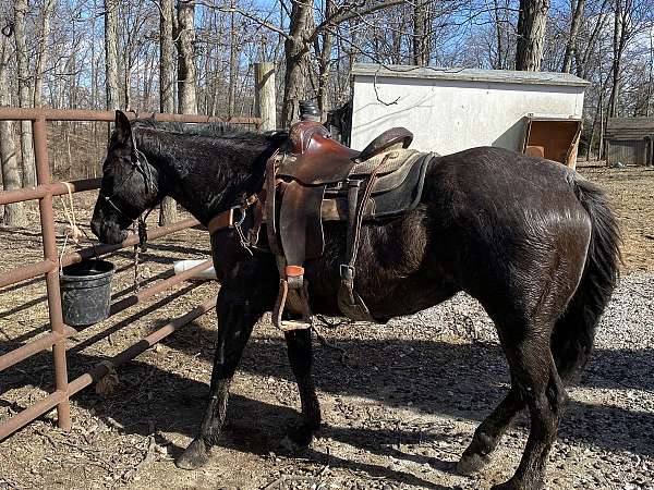 black-quarter-horse