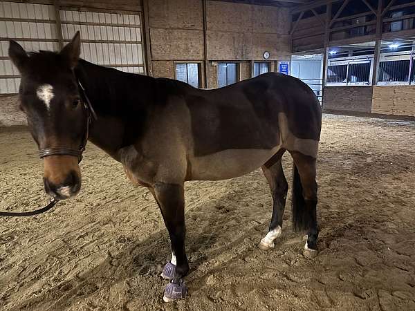 quarter-horse-gelding