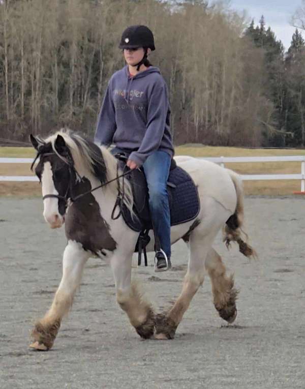 driving-trail-gypsy-vanner-horse