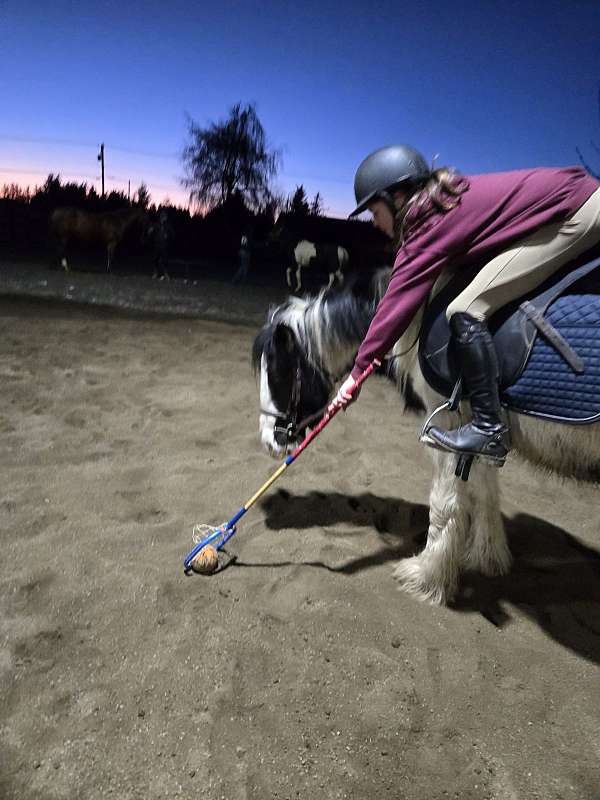 gypsy-vanner-gelding