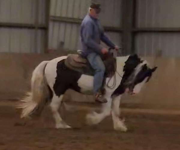 gypsy-vanner-horse-for-sale