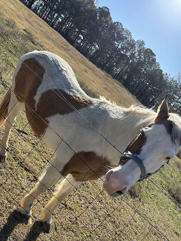 tobiano-mustang