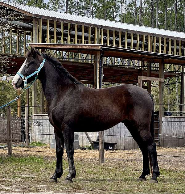 black-dressage-horse