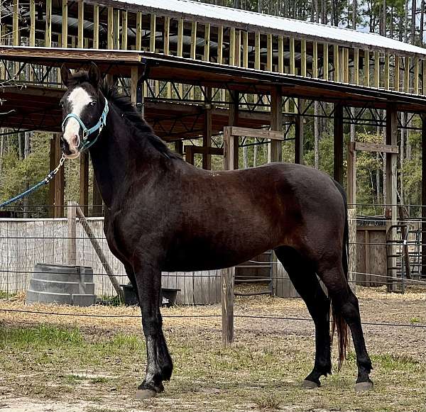 black-trail-horse