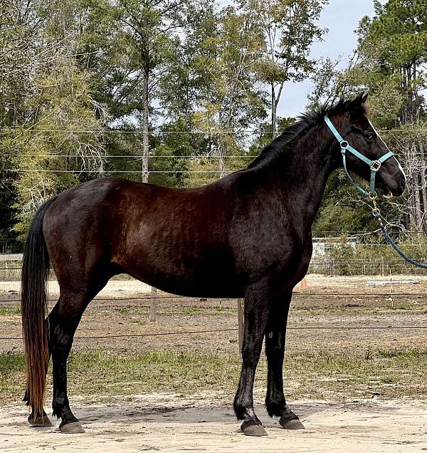 black-flashy-horse