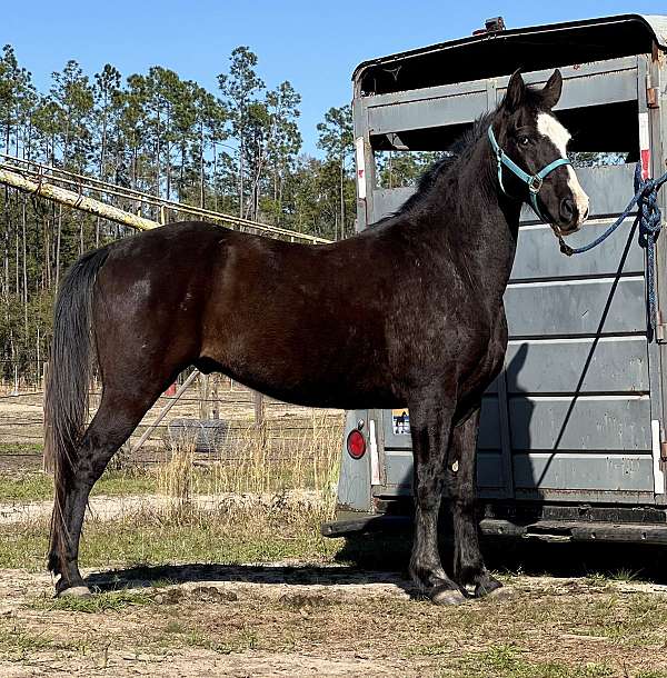 dressage-gelding