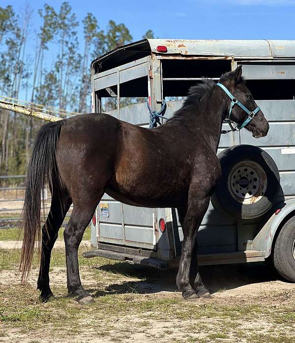 trail-gelding