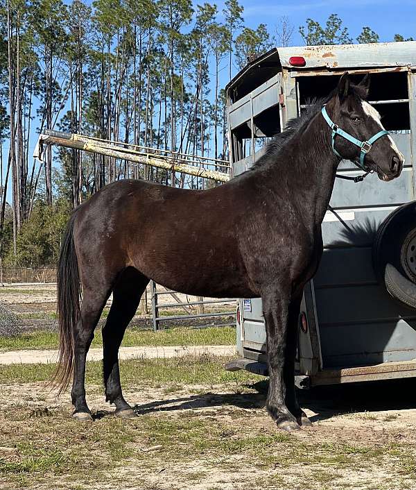 dressage-horse