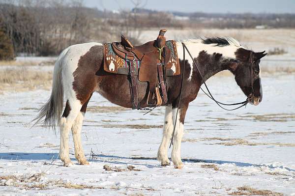 all-around-paint-horse