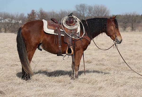 all-around-haflinger-horse