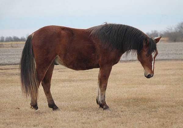 beginner-haflinger-horse