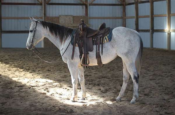 barrel-racing-quarab-horse