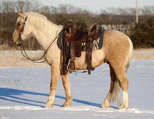 all-around-draft-horse