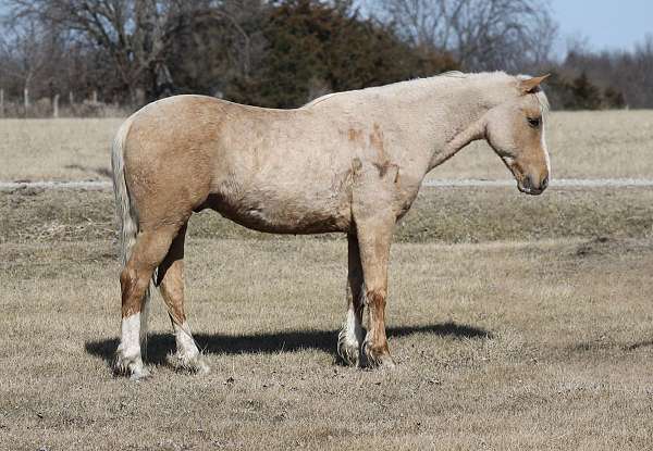 husband-safe-draft-horse