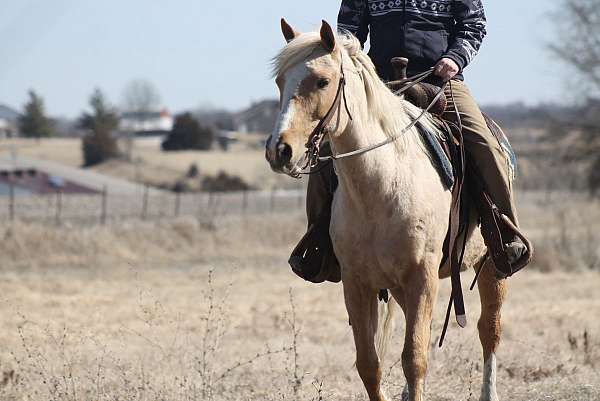 kid-safe-draft-horse