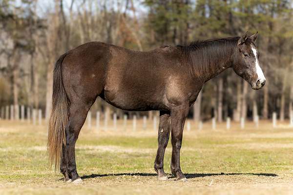 started-under-saddle-trained-horse