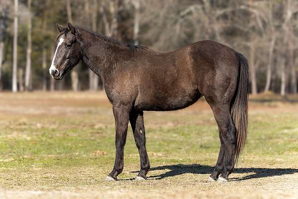 started-under-saddle-trained