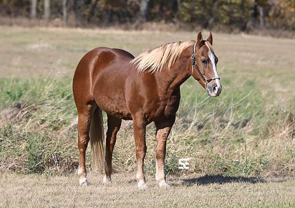 all-around-quarter-horse