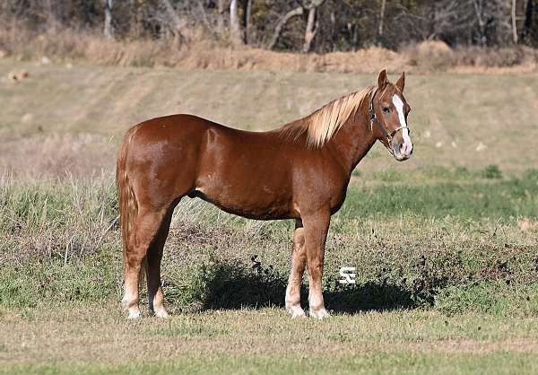 beginner-quarter-horse