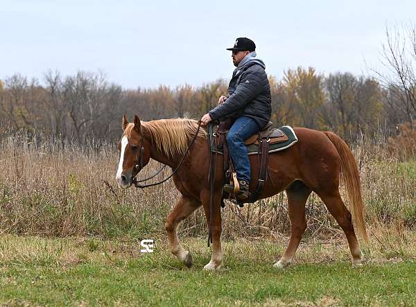 flaxen-mane-quarter-horse