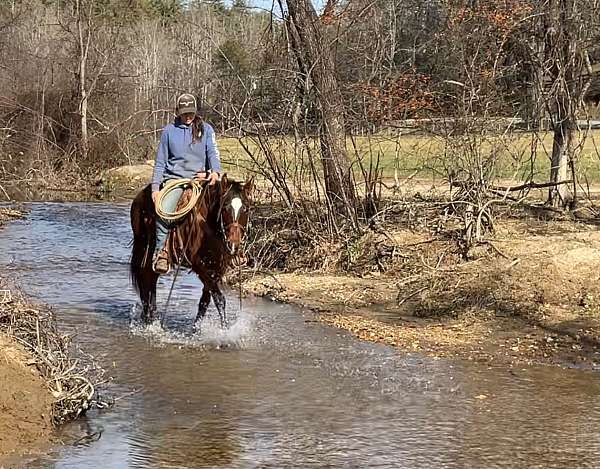 all-around-quarter-horse