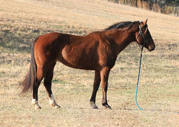 cowboy-mounted-shooting-quarter-horse