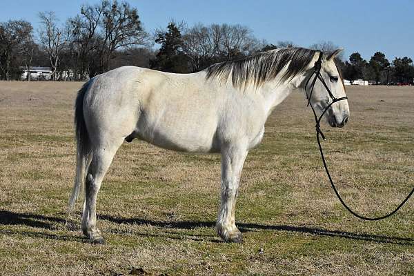 husband-safe-quarter-horse