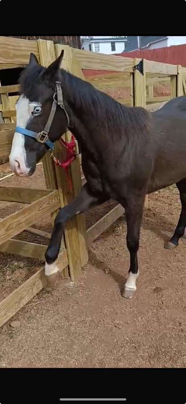 gunner-horse-reining-daughter-on-champion-mare-quarter