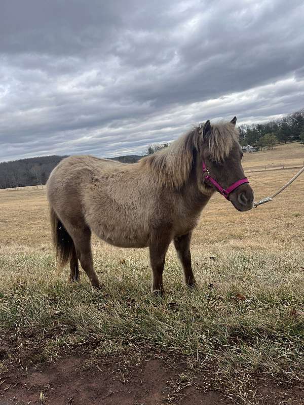 miniature-horse-for-sale