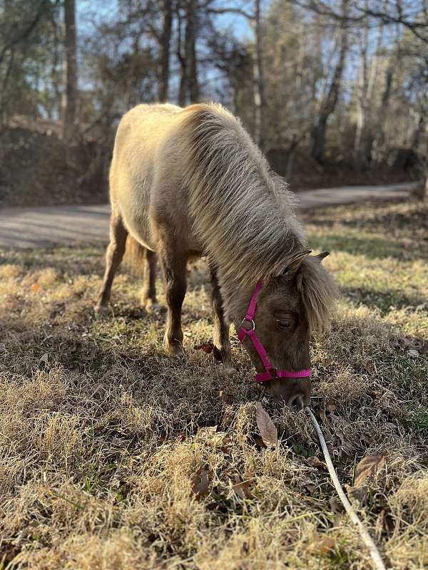 miniature-horse