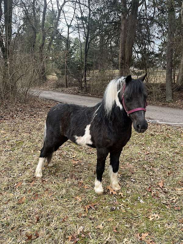 miniature-horse