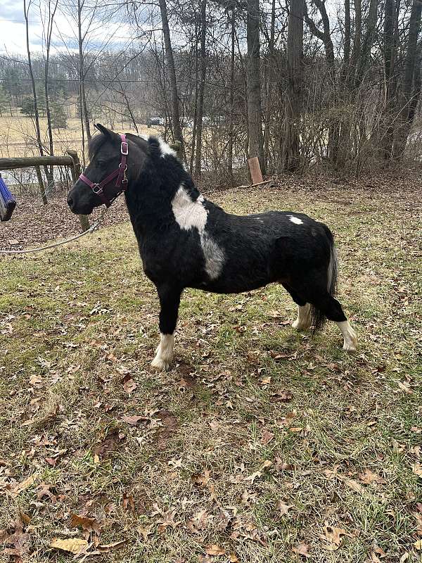 miniature-horse-for-sale