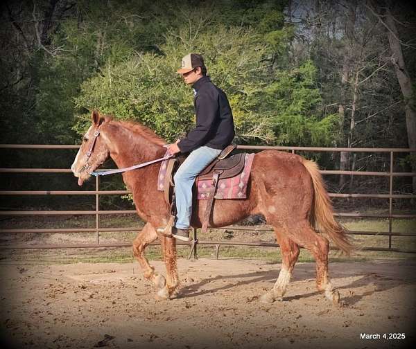 advance-beginner-quarter-horse