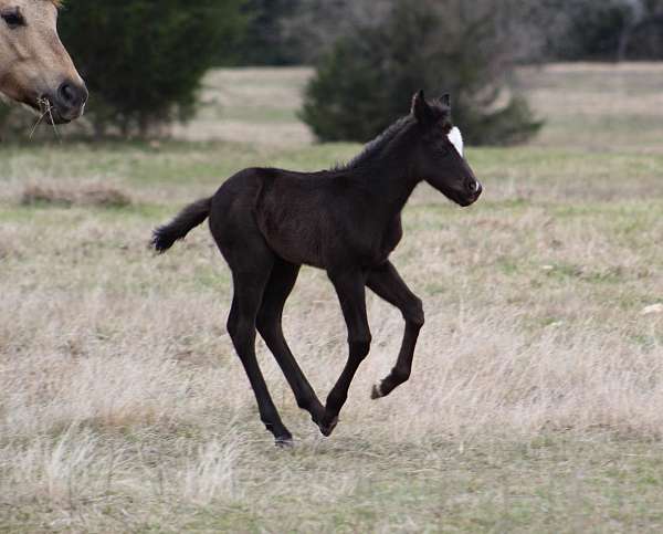 athletic-quarter-horse