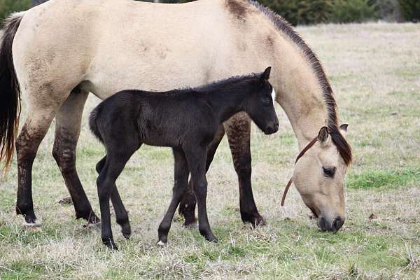 breeding-quarter-horse