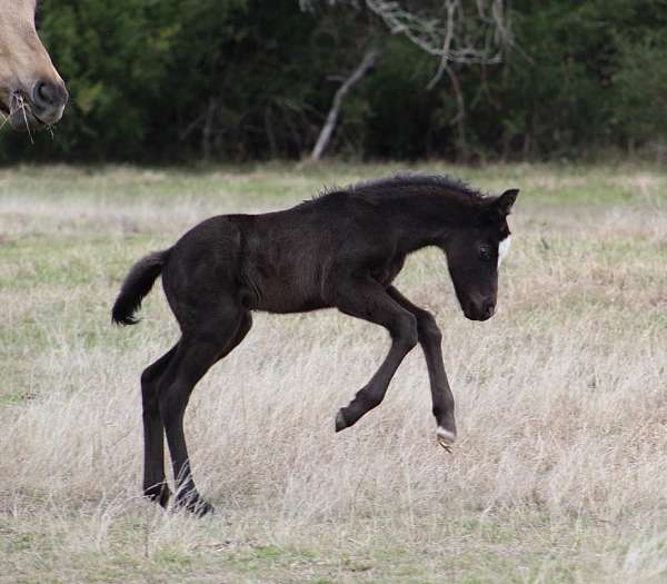 mounted-patrol-quarter-horse