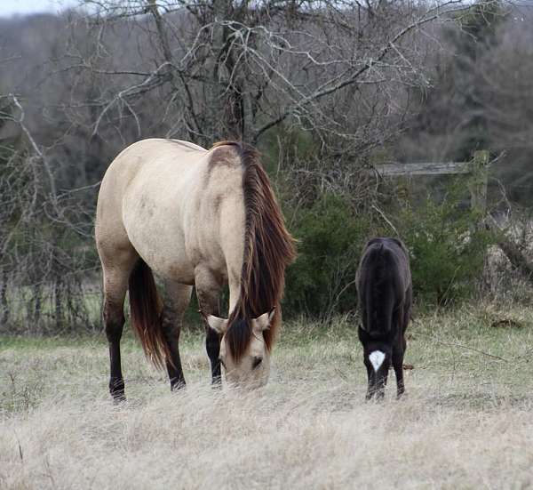 performance-quarter-horse