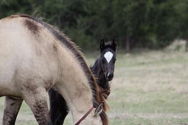 ranch-versatility-quarter-horse