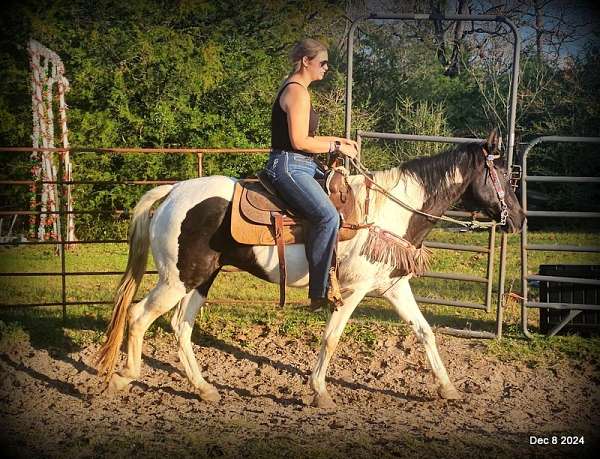 eager-to-please-spotted-saddle-horse