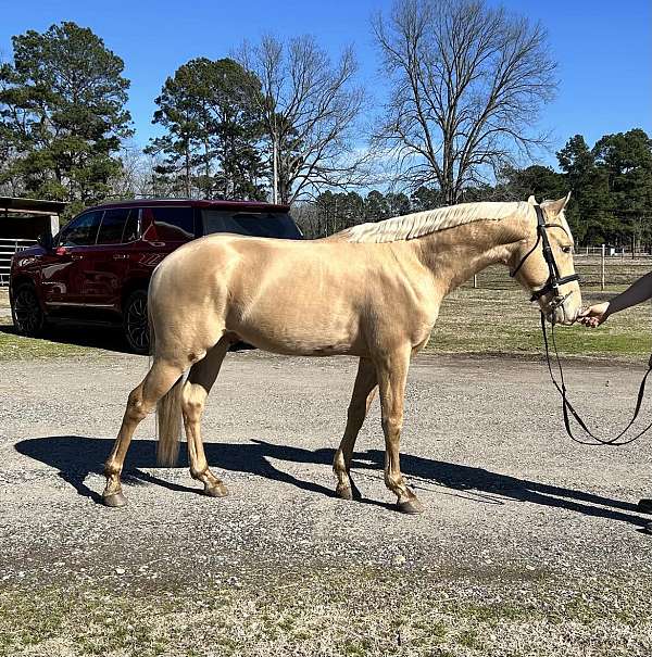 ranch-versatilit-andalusian-horse