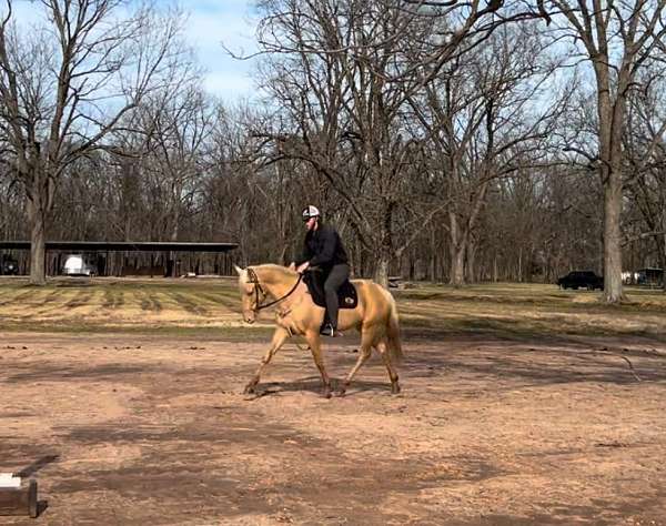 perlino-hunter-jumper-horse