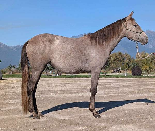 grey-andalusian-mare