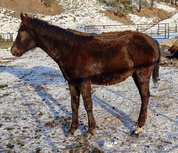 lh-rh-pastern-horse