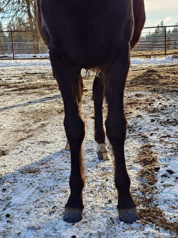 black-white-kentucky-mountain-colt