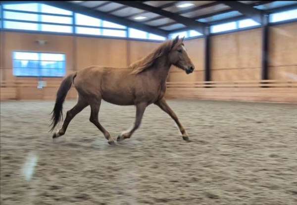 chestnut-andalusian-mare