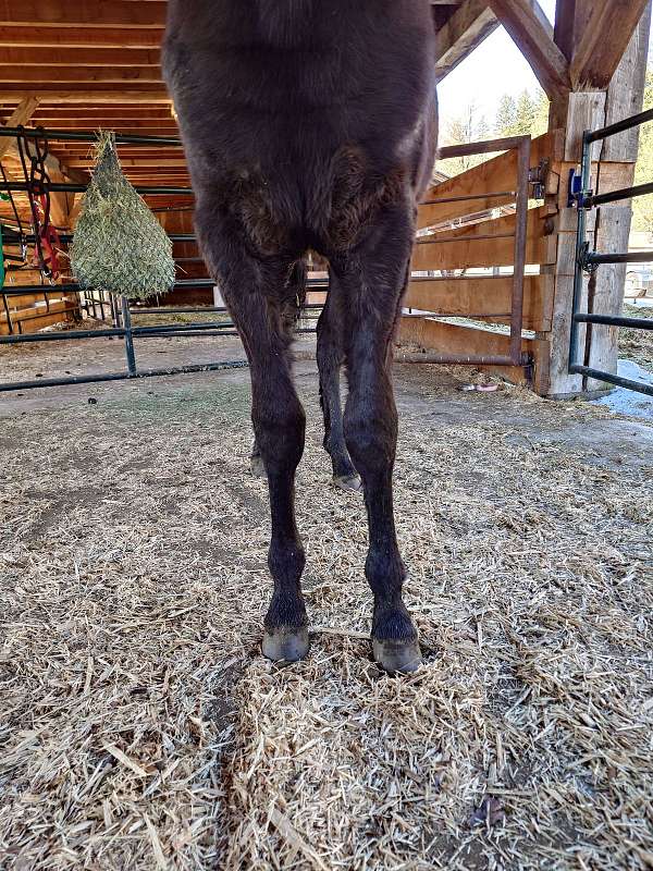 gaited-halter-kentucky-mountain-horse