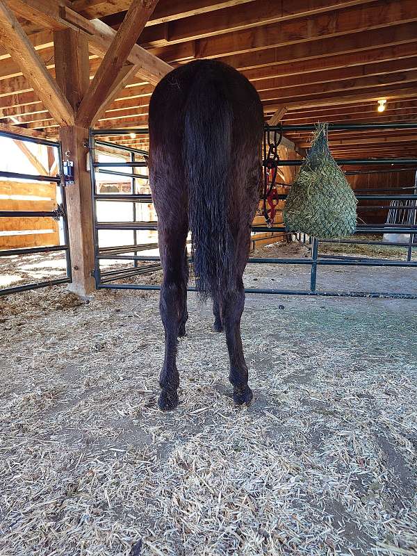 gaited-halter-colt