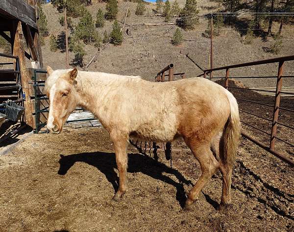 gaited-halter-kentucky-mountain-palomino-horse