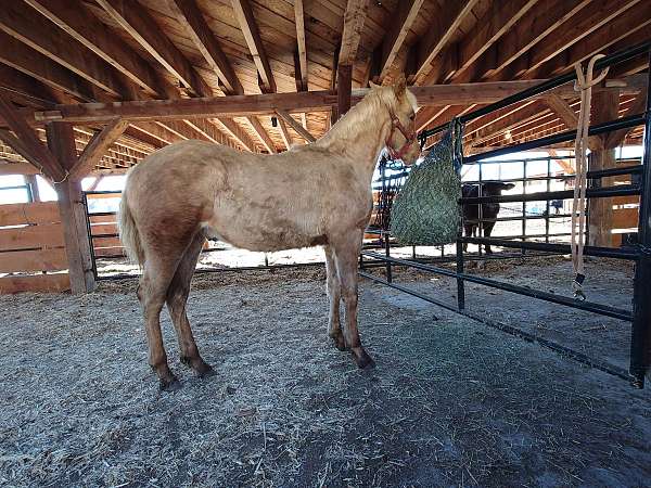 palomino-kentucky-mountain-colt