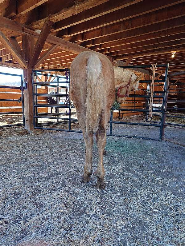 palomino-gaited-halter-horse